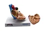 Anatomical heart model